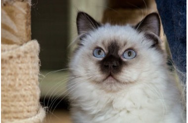 Quando prendete un cucciolo di ragdoll l'attenzione all'alimentazione è fondamentale