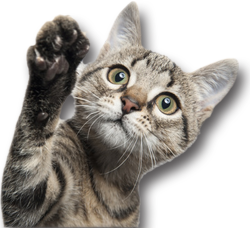 Alimenti per gatti