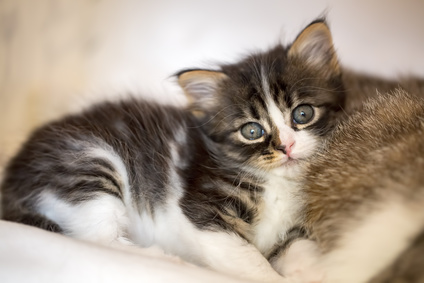 Gravidanza del gatto, le visite veterinarie e i tempi di gestazione