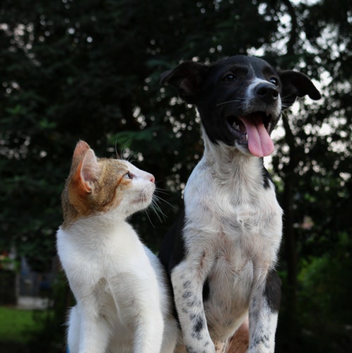 Patologie leggere del gatto come curarle con l'alimentazione