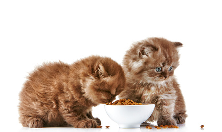 Monge Gatti Natural Superpremium Quality è un'innovativa linea di cibo naturale per gatto