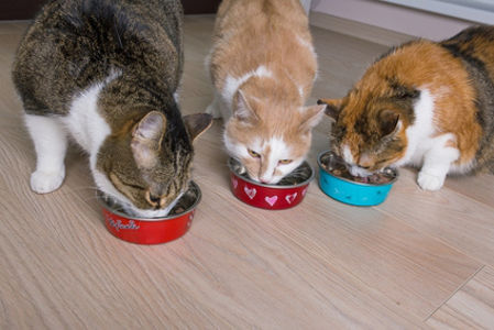 Crocchette gatto Orijen ed Acana scontate fino al 21%