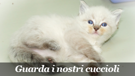 Gli anziani e il gatto Ragdoll, amore a prima vista