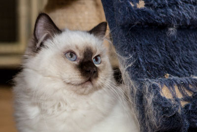 I gatti della razza Ragdoll sono incredibilmente docili e mansueti, per questo rappresentano dei perfetti felini da salotto.
