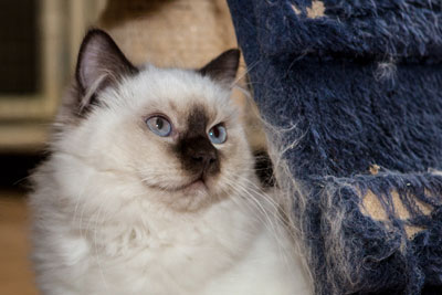 Ragdoll è una delle razze feline che meglio si adatta alla vita in appartamento