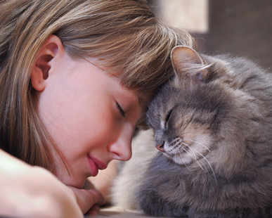 Il gatto Ragdoll, un compagno per la vita