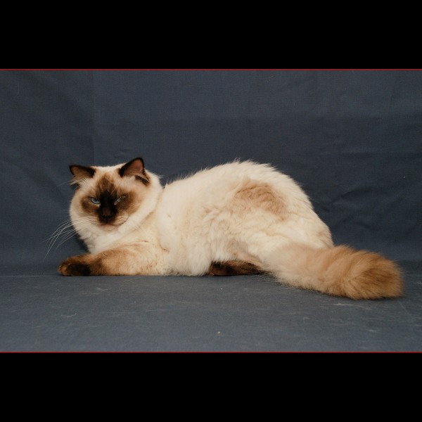 Gatto Ragdoll e persone anziane una grande compagnia