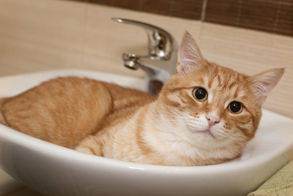 La migliore alimentazione per il gatto, alcuni consigli utili
